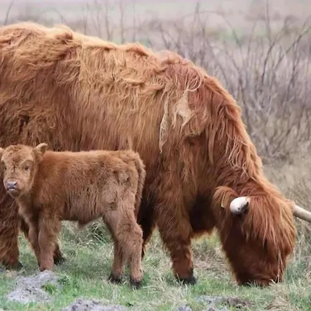 Cozy Near Dunes شقة