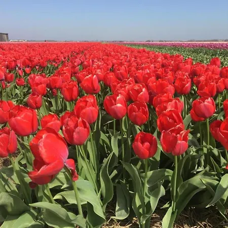 Cozy Near Dunes شقة